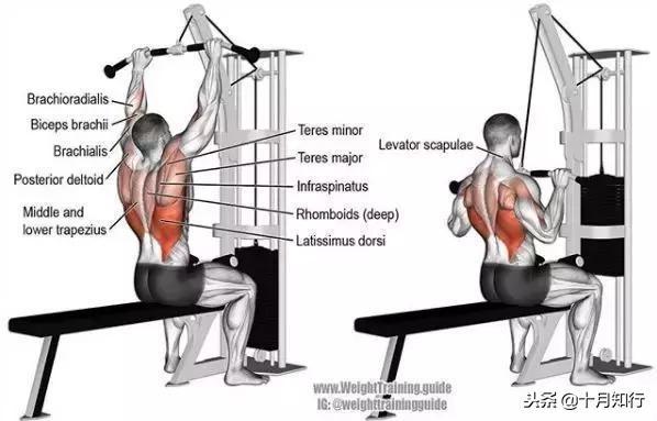 胸部肌肉相关图片19