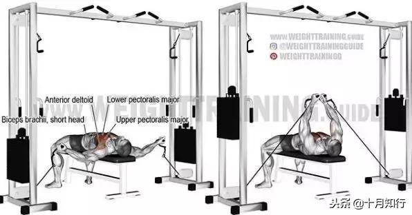 腹部肌肉相关图片3