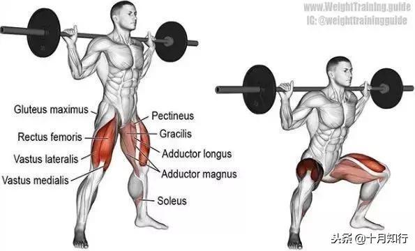 腹部肌肉相关图片57