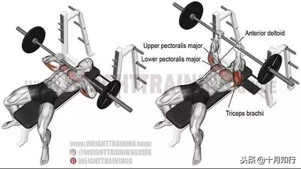 背部肌肉相关图片47