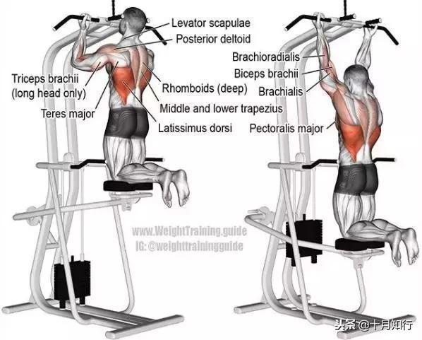 腹部肌肉相关图片18