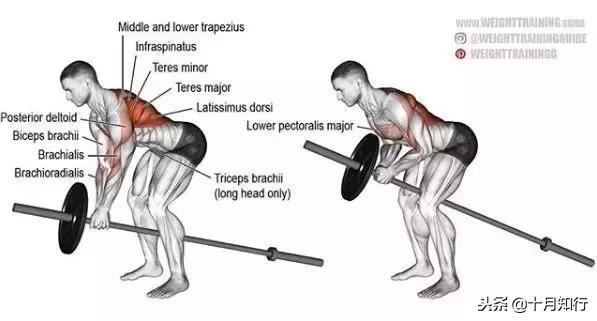 胸部肌肉相关图片13
