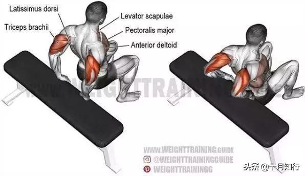 背部肌肉相关图片41