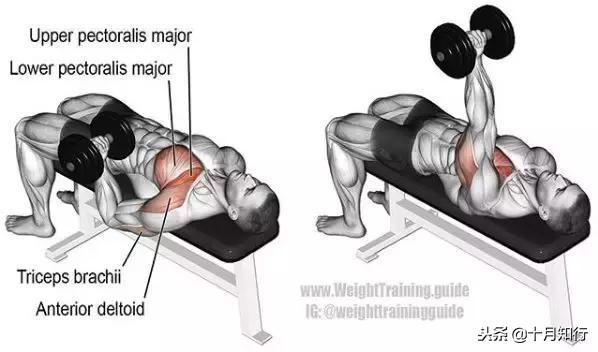 背部肌肉相关图片8