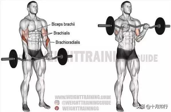 腹部肌肉相关图片42