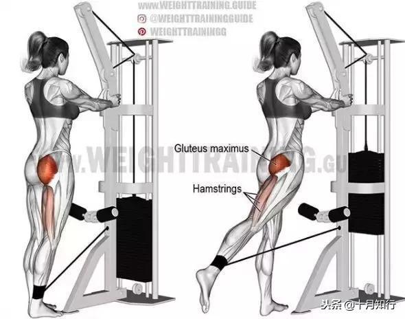 腹部肌肉相关图片51