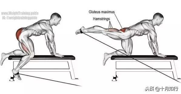 腹部肌肉相关图片48