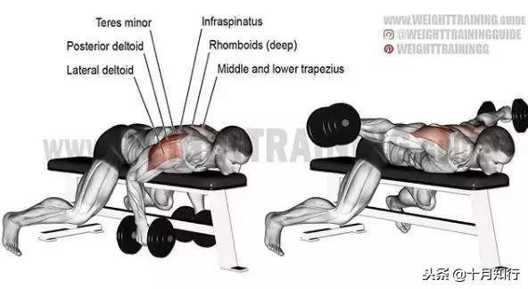 胸部肌肉相关图片34
