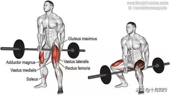 胸部肌肉相关图片58