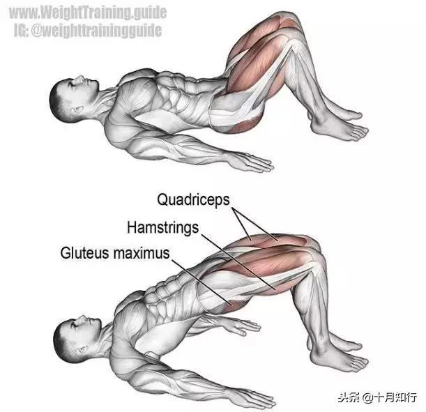 胸部肌肉相关图片55