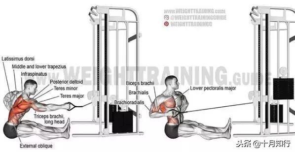 胸部肌肉相关图片16