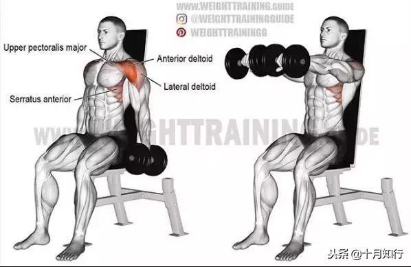 腹部肌肉相关图片33