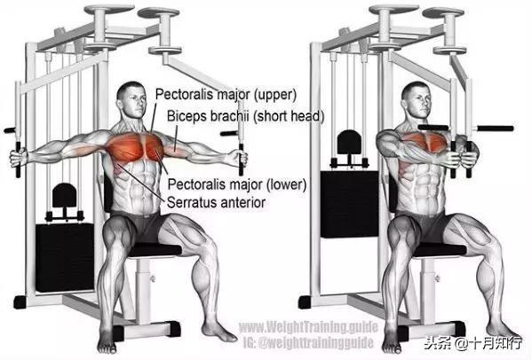 背部肌肉相关图片11