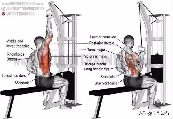 背部肌肉相关图片17