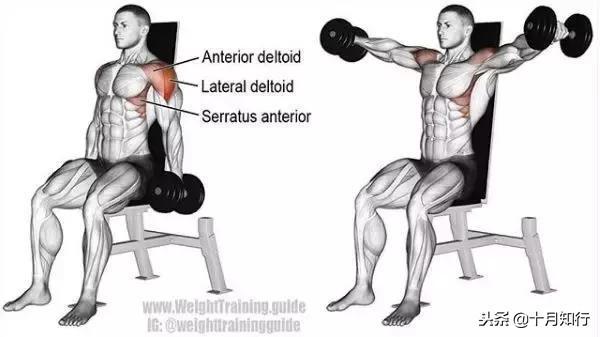 胸部肌肉相关图片37