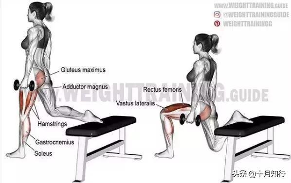 背部肌肉相关图片59