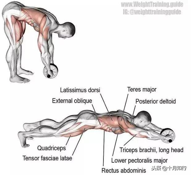 背部肌肉相关图片29