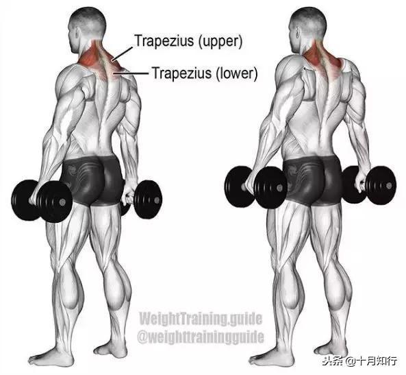 腹部肌肉相关图片21