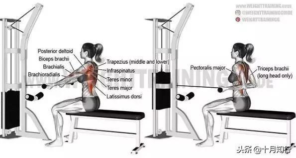 背部肌肉相关图片14