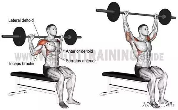 背部肌肉相关图片35