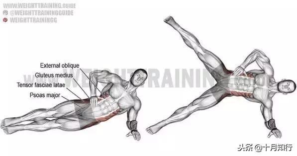 腹部肌肉相关图片27