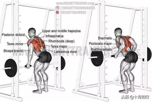 腹部肌肉相关图片15