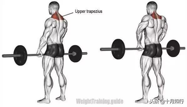 胸部肌肉相关图片22