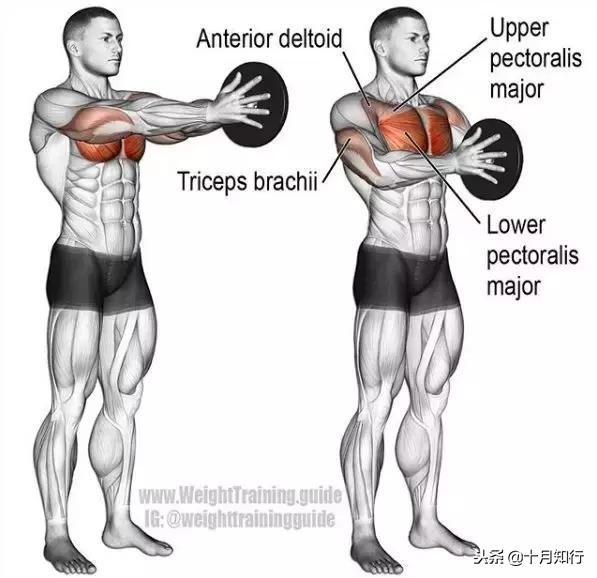 腹部肌肉相关图片9