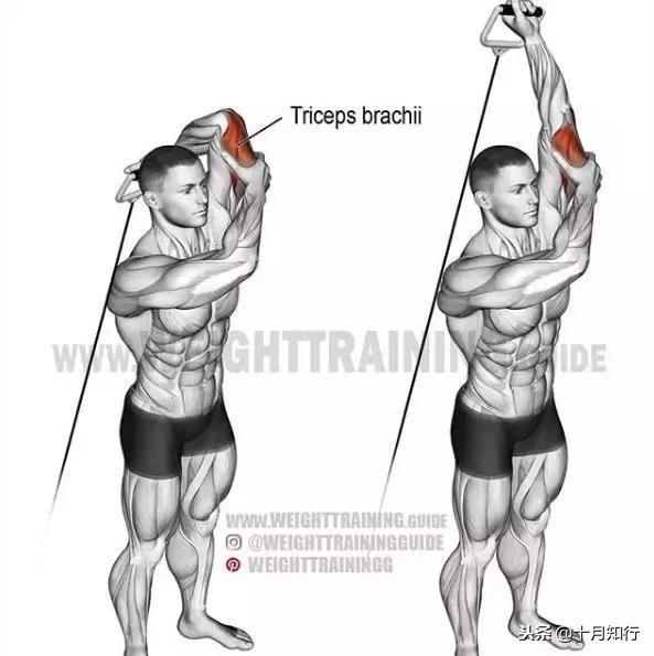 胸部肌肉相关图片46