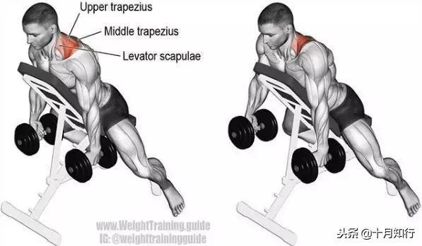 背部肌肉相关图片20