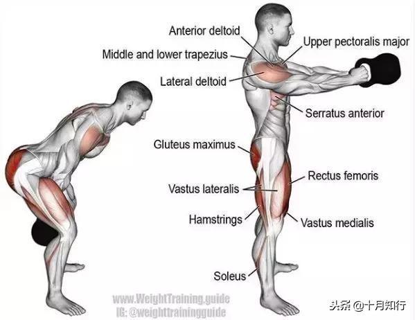 胸部肌肉相关图片52