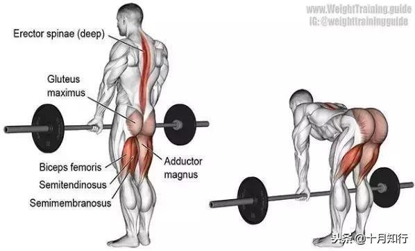 背部肌肉相关图片62
