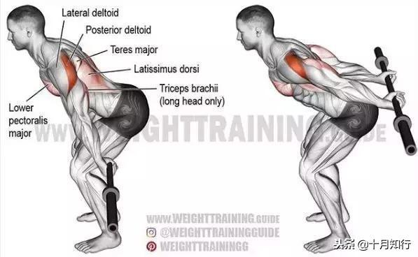 背部肌肉相关图片38