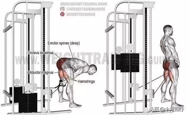 背部肌肉相关图片50