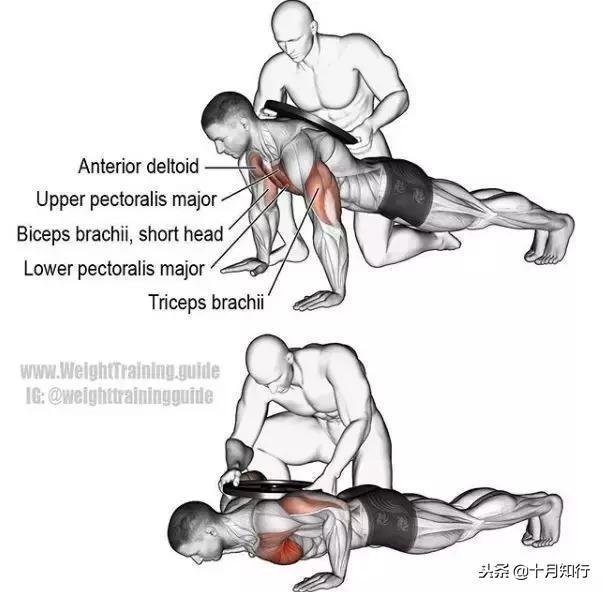 胸部肌肉相关图片7