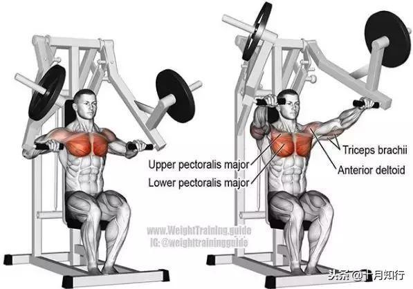 胸部肌肉相关图片10