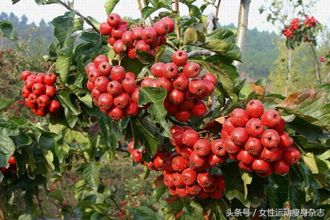 山楂相关图片2