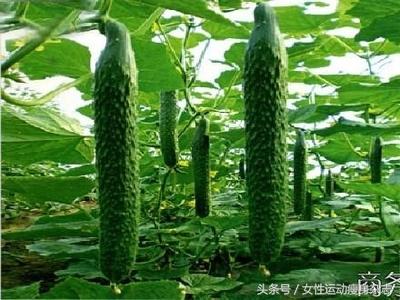 草莓相关图片4