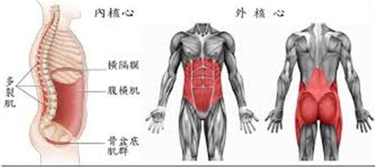 核心稳定性相关图片2