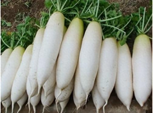 花椰菜相关图片5