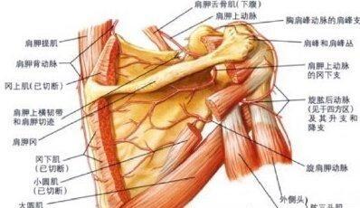 肩胛骨相关图片2