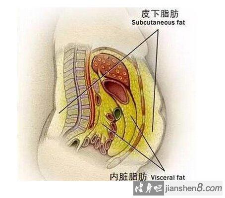 心脏相关图片8