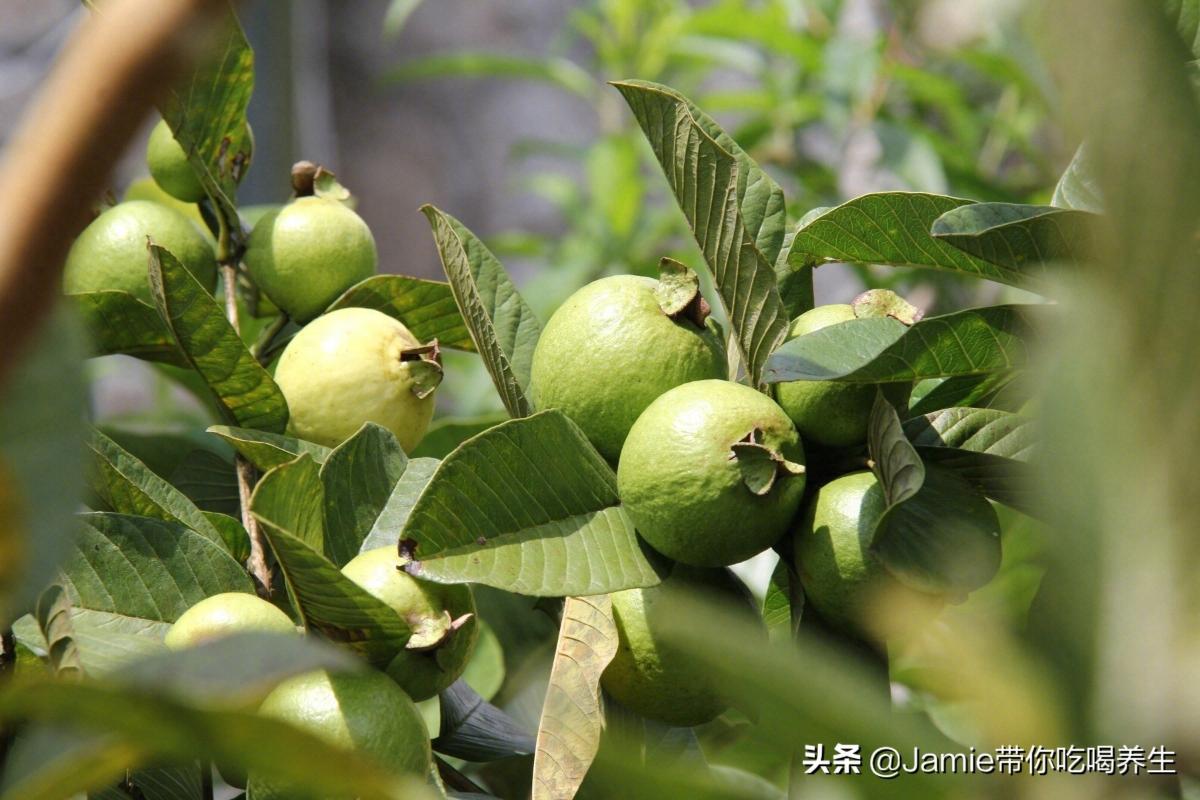 杨桃相关图片4