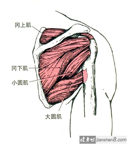 背阔肌相关图片4