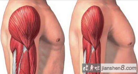 肌小节相关图片2