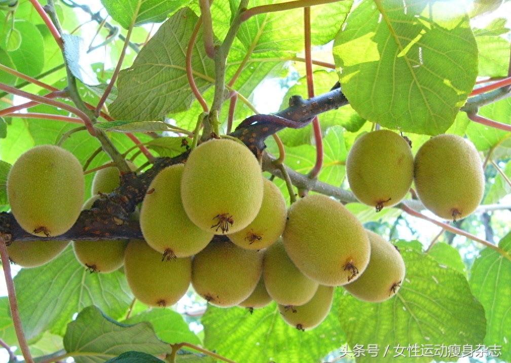 猕猴桃相关图片3