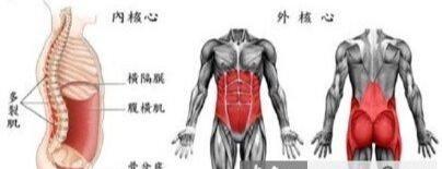核心肌群相关图片3