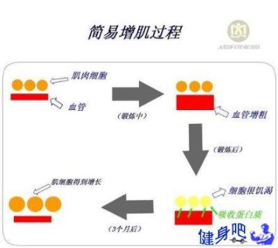 健身增肌过程图:新手如何科学增肌?