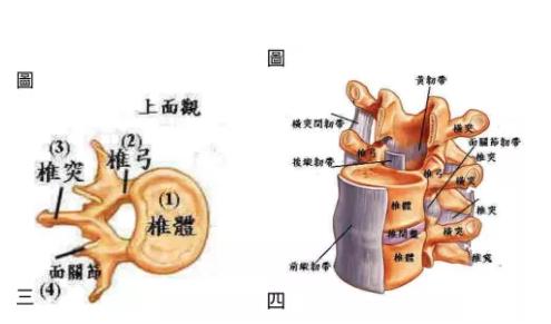 腹肌相关图片2