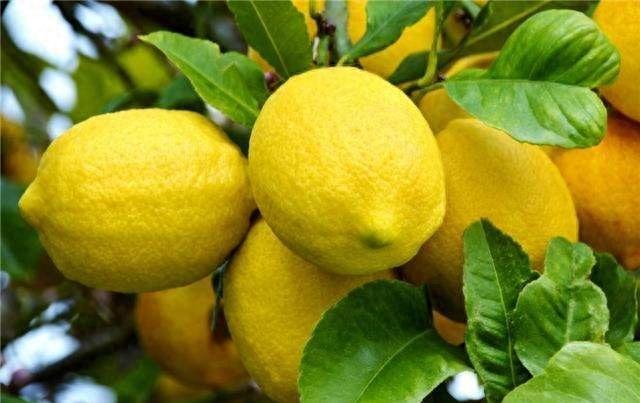 苹果相关图片4